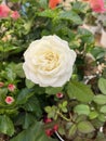 White roses symbolize purity, youthfulness, and innocence