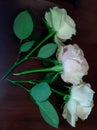 White roses symbolize sincerity.