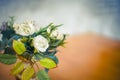 the white roses on the table Royalty Free Stock Photo