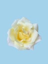 White roses, Thai variants, isolated on a soft blue background