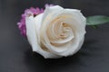 White Roses Wedding Boutonniere Black Background