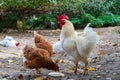 The white roster in a farm Royalty Free Stock Photo