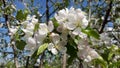 White and rosy - colors of flowers of apple tree Royalty Free Stock Photo