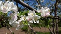 White and rosy flowers of apple tree Royalty Free Stock Photo