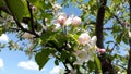 White and rosy flowers of apple tree and blue sky Royalty Free Stock Photo