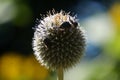 White, round allium flower with bee Royalty Free Stock Photo
