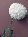 White flower on a dark background.