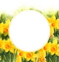 White round frame on watercolour background with spring yellow narcissus, hand drawn illustration