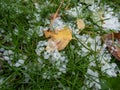 White, round hailstones on the ground among grass and colorful autumn leaves. Weather condition