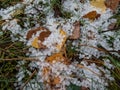 White, round hailstones on the ground among grass and colorful autumn leaves. Weather condition