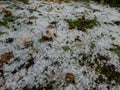 White, round hailstones on the ground among grass and colorful autumn leaves. Weather condition