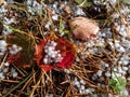 White, round hailstones on the ground among grass and colorful autumn leaves. Weather condition