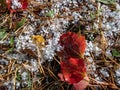 White, round hailstones on the ground among grass and colorful autumn leaves. Weather condition