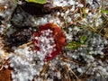 White, round hailstones on the ground among grass and colorful autumn leaves. Weather condition