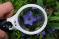 White magnifier in hand increases blue flower bell among green leaves Royalty Free Stock Photo
