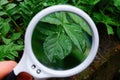 White round magnifier increases the green leaf of the plant