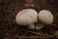 White round mushrooms on dry fallen pine needles background Royalty Free Stock Photo