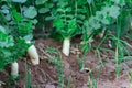 white round radishes growing in the garden,radish growing in soil. Ripe white root vegetable with green leaves.organic radishes Royalty Free Stock Photo