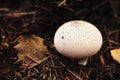 White round mushroom on dry fallen pine needles background