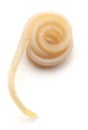 White roundworm parasite