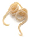 White roundworm parasite