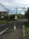 A white roving dog walking on the road