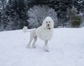 White Royal poodle dog walking in the snow in the winter forest