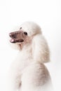 White Royal poodle on white
