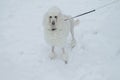 White Royal poodle dog walking in the snow in the winter