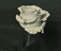 Rose photographed in monochrome Royalty Free Stock Photo