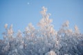 White rtrees in snow