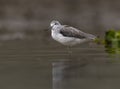 White Ruff