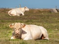 A white ruminating cow laying on a meadow Royalty Free Stock Photo