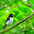 White-rumped flycatcher (Copsychus malabaricus) AI generated