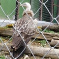 White rumped Indian vulture in a zoological park