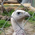 White rumped Indian vulture in a zoological park