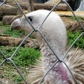 White rumped Indian vulture in a zoological park