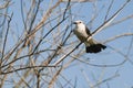 White-rumped Monjita perched on dry tree branches with blue sky in the background Royalty Free Stock Photo