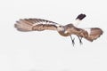 White-rumped Monjita (Xolmis velatus) flying on white background Royalty Free Stock Photo