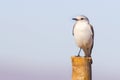 White-rumped Monjita (Xolmis velatus) resting on trunk Royalty Free Stock Photo