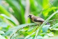 White-rumped Munia Royalty Free Stock Photo