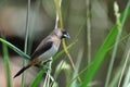 White-rumped Munia Royalty Free Stock Photo