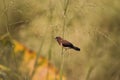 White-rumped Munia bird hangs on to a slim grass trunk Royalty Free Stock Photo