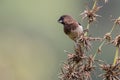 A white - rumped munia bird in nature Royalty Free Stock Photo