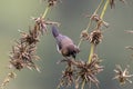 A white - rumped munia bird in nature Royalty Free Stock Photo