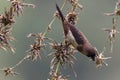 A white - rumped munia bird in nature Royalty Free Stock Photo