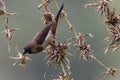 A white - rumped munia bird in nature Royalty Free Stock Photo