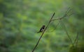 White-rumped munia bird Royalty Free Stock Photo