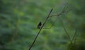 White-rumped munia bird Royalty Free Stock Photo