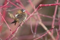 White-rumped Munia Royalty Free Stock Photo